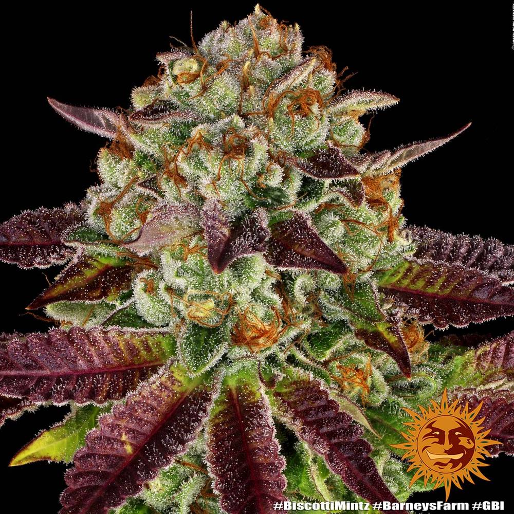 Barneys Farm - Biscotti Mintz FEMINISIERT