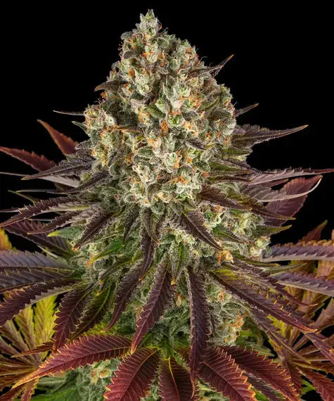 Barneys Farm Biscotti feminisierte Cannabissamen
