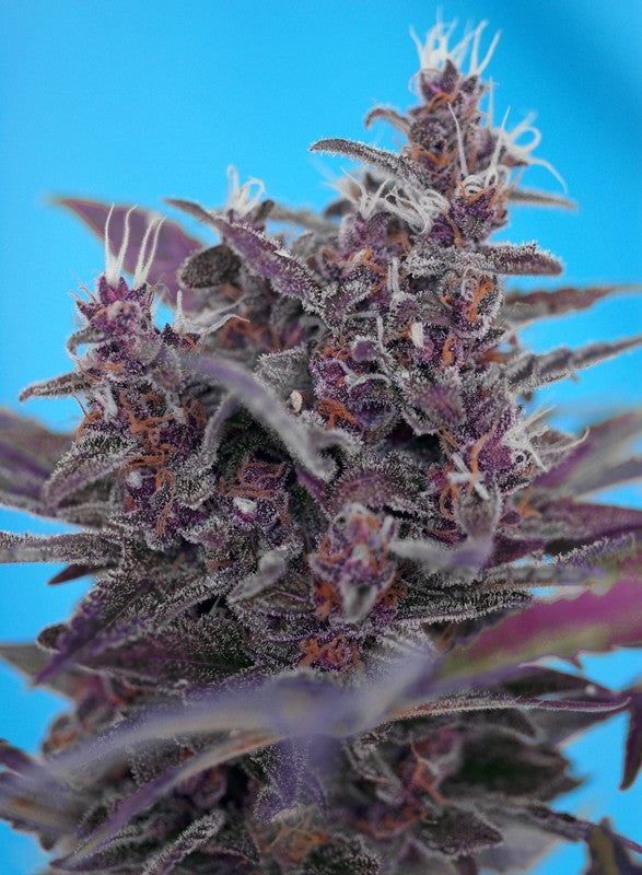 Black Cream Auto® von Sweet Seeds® – Selbstblühende Cannabissorte mit violetten Blüten und süßem, fruchtigem Aroma. Ideal für Indoor- und Outdoor-Anbau.