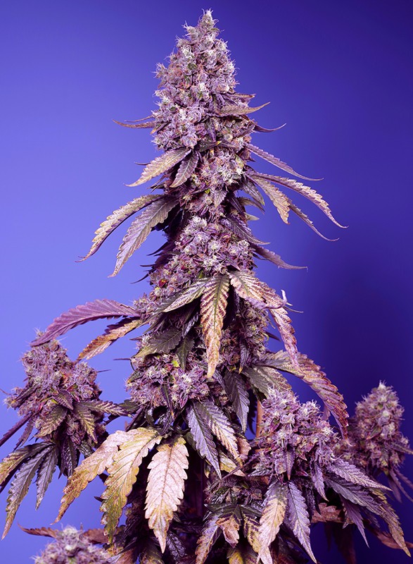 Black Muffin F1 Fast Version® von Sweet Seeds® – Schnelle, feminisierte Cannabissorte mit violetten Blüten und süß-saurem Aroma.