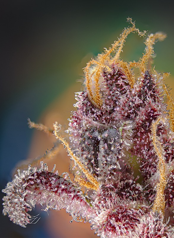 Sweet Seeds® - Black Muffin F1 Fast Version® FEMINISIERT