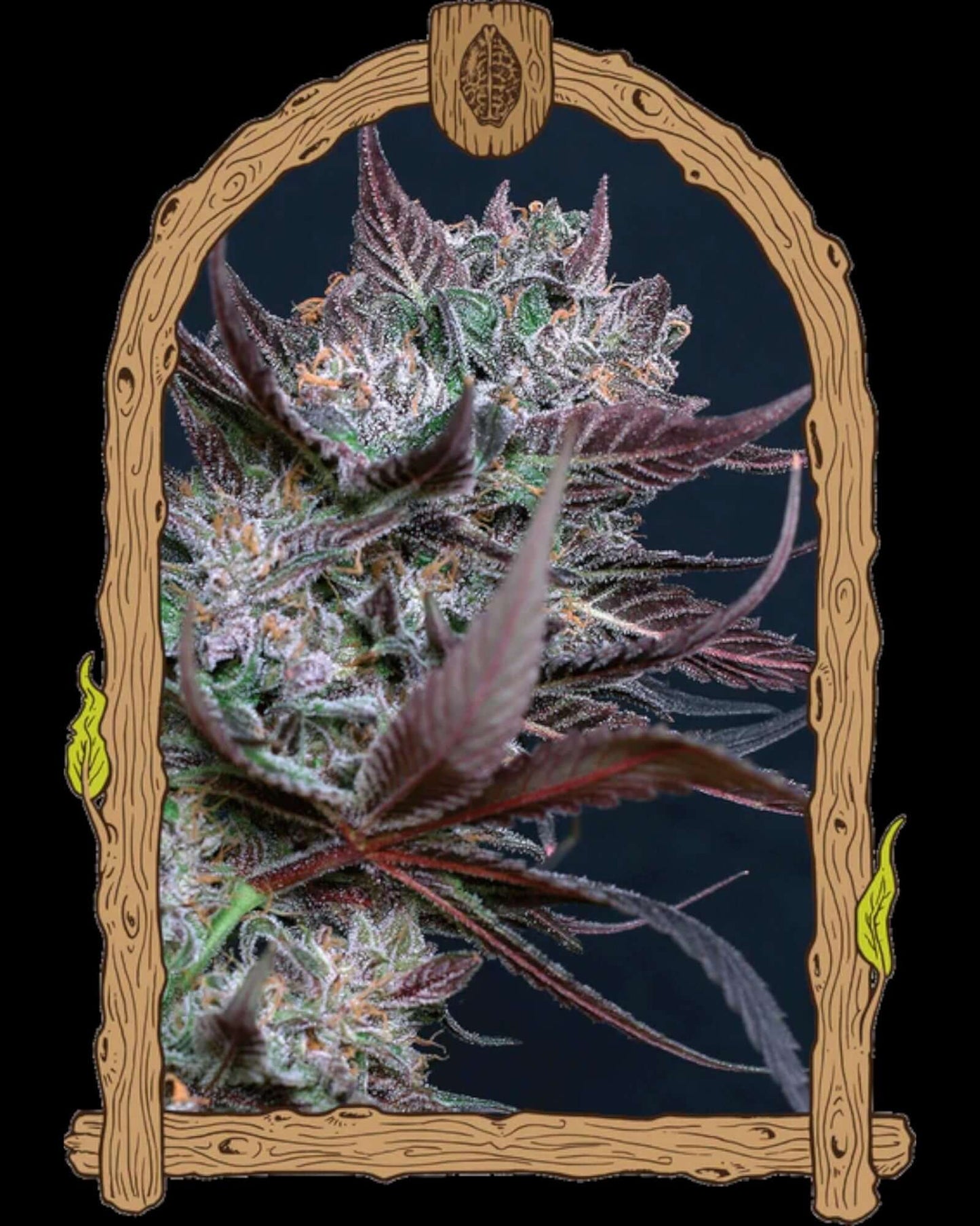 Black Lemon feminisierte Cannabissamen von Exotic Seed Verpackung