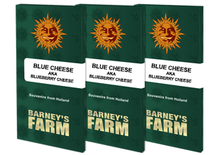 Barneys Farm - Blue Cheese FEMINISIERT