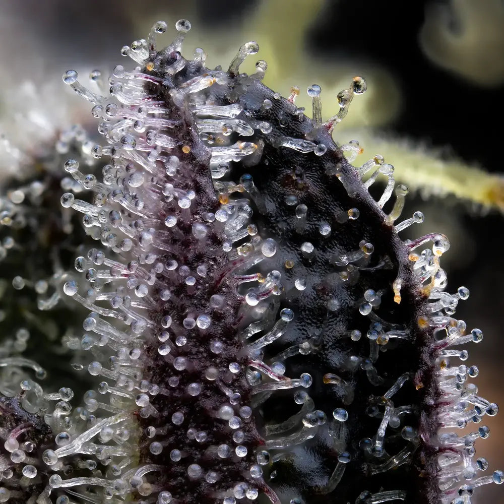 Barneys Farm - Blue Dream FEMINISIERT