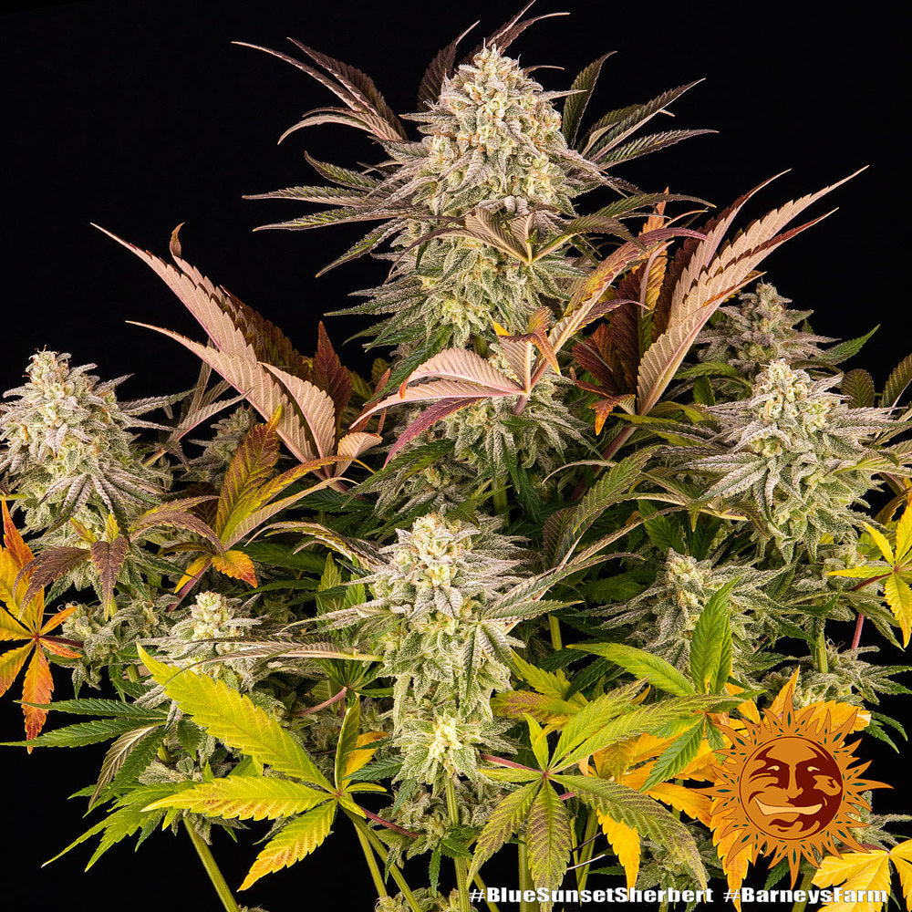 Barneys Farm - Blue Sunset Sherbet FEMINISIERT