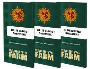 Barneys Farm - Blue Sunset Sherbet FEMINISIERT