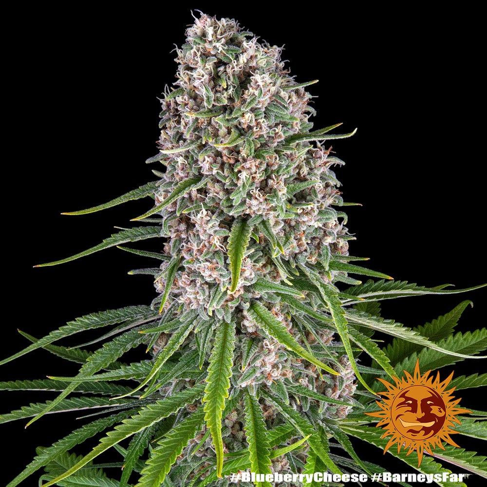 Barneys Farm - Blue Cheese FEMINISIERT