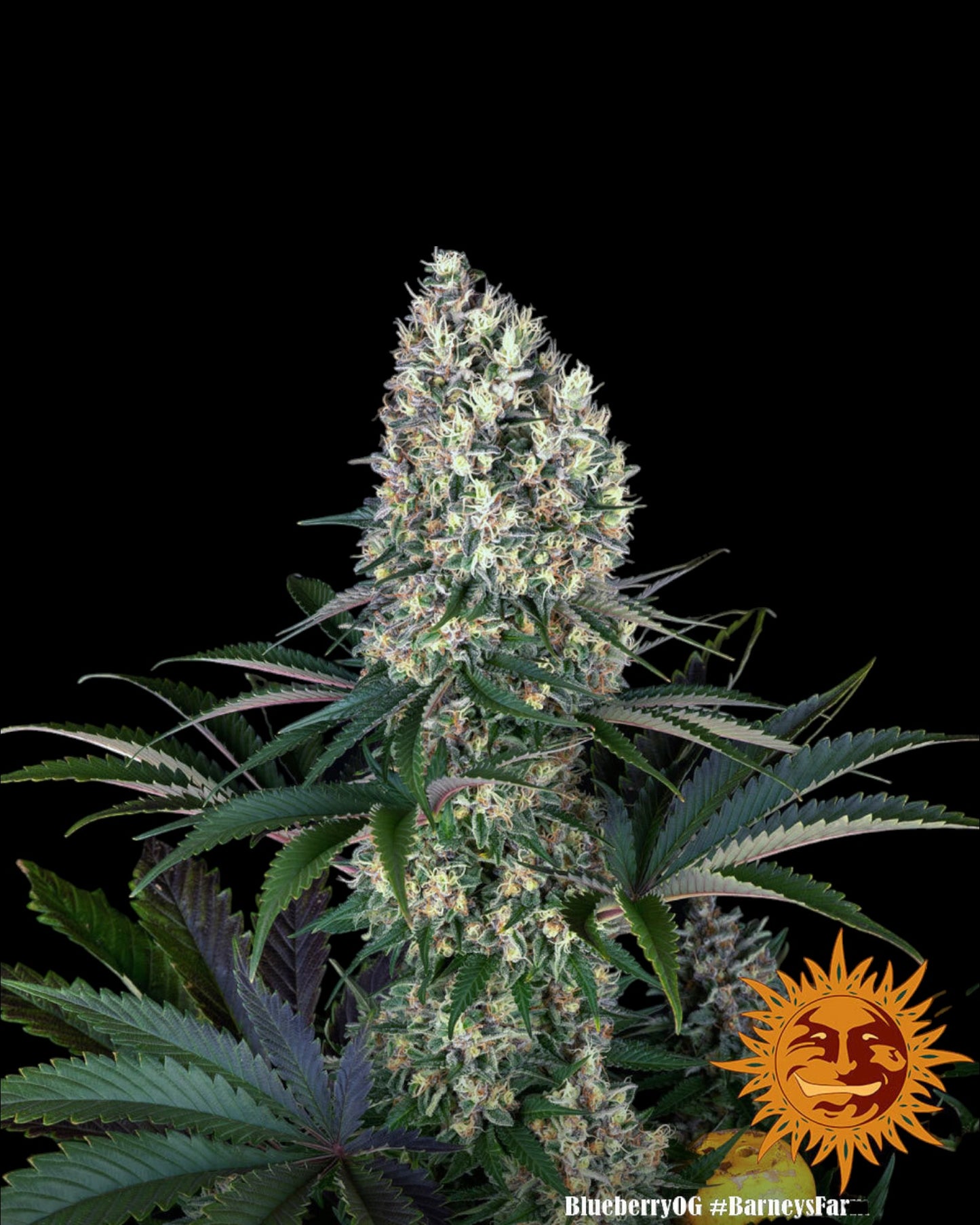 Barneys Farm - Blueberry OG FEMINISIERT