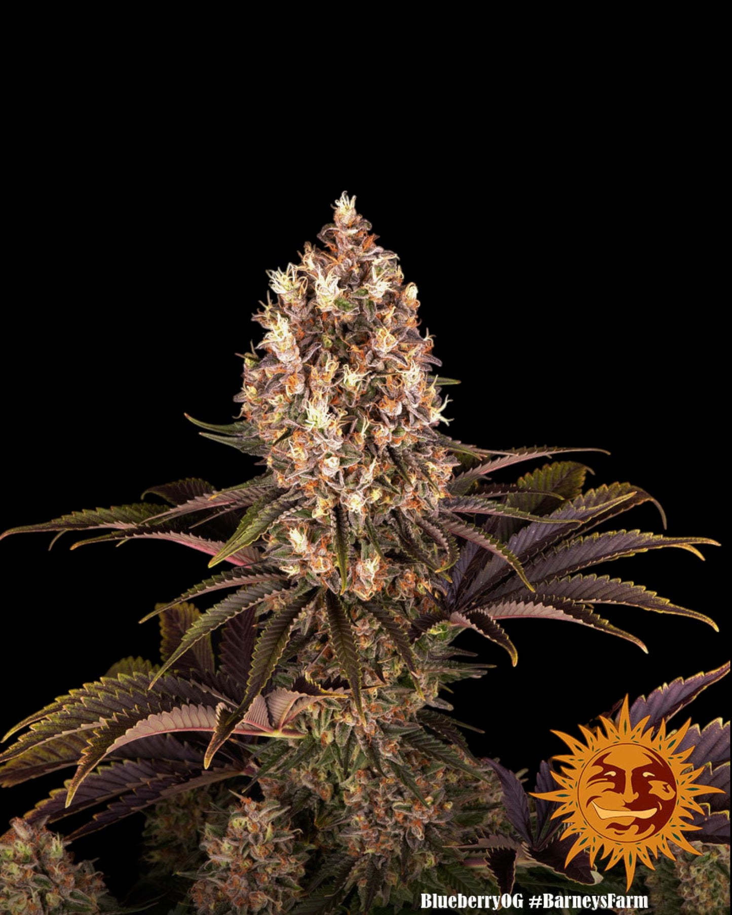 Barneys Farm - Blueberry OG FEMINISIERT