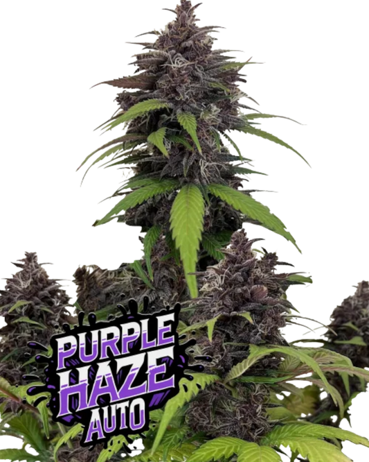 PURPLE HAZE AUTOFLOWER Cannabis Samen violette Blüten 28 Prozent THC