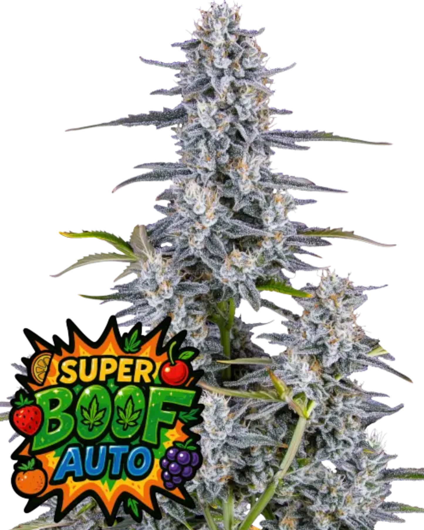 Super Boof Auto – Autoflower mit 28 % THC – tropisch-süßes Aroma – farbenfrohe Buds – Fast Buds