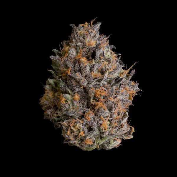 Wizard Trees BLACK BOW