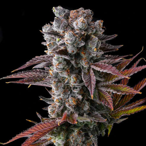 Hawaiian Sunkist Cannabis Samen tropisches Aroma – Pief-Leaf®