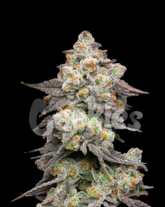 ACAI GRAPES - FEMINISIERT