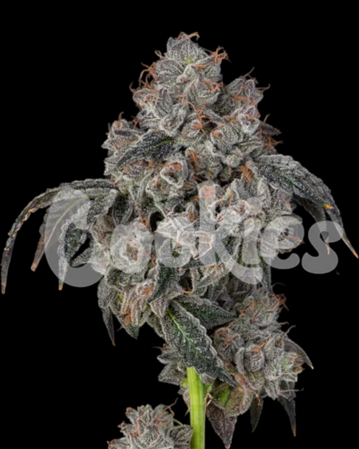 Cookies - BLUEBERRY CHERRIES FEMINISIERT