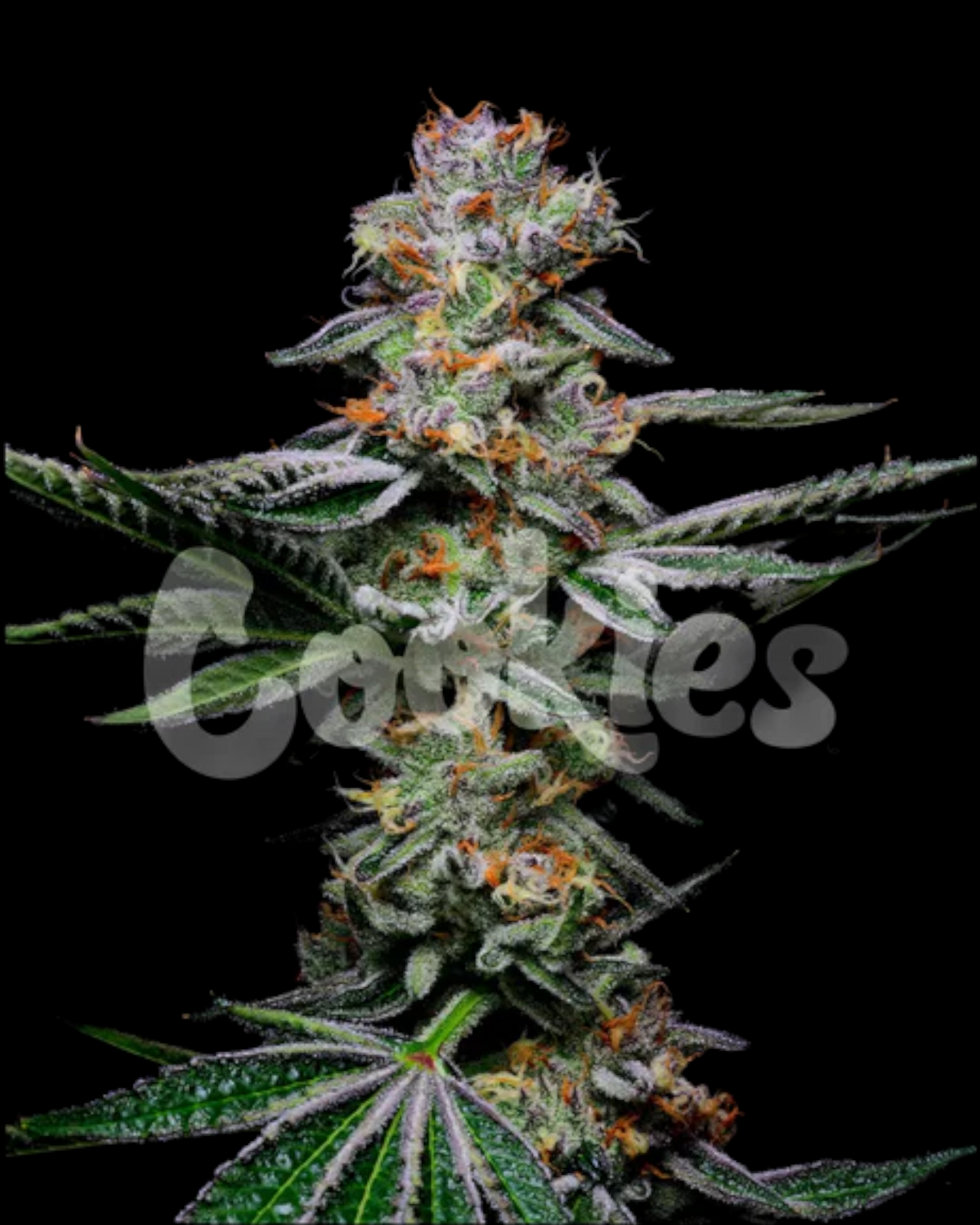 Cookies - GRAPEFRUITZ FEMINISIERT