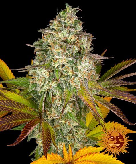 Barneys Farm Cookies Kush Auto feminisierte Samen bei Pief-Leaf®