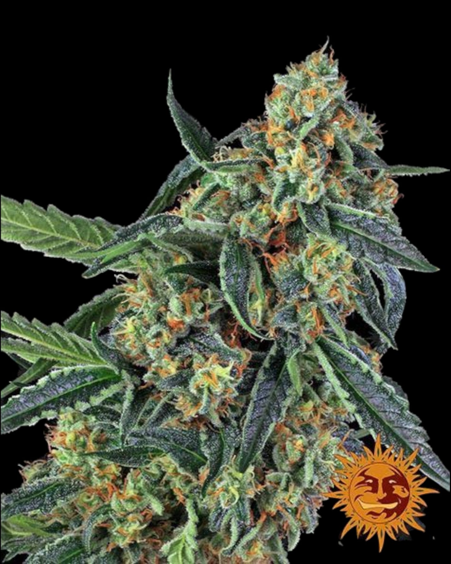Cookies Kush Samen von Barney’s Farm – 70 % Indica, feminisierte Cannabissorte mit Minz-Schokoladen-Aroma und hohen Erträgen.
