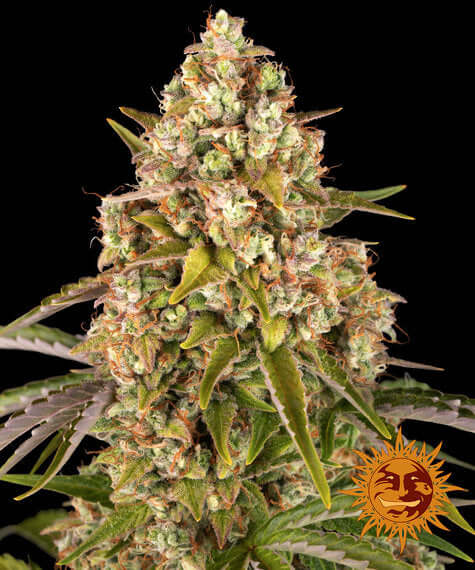 Barneys Farm Critical Kush Autoflower mit kompaktem Wuchs