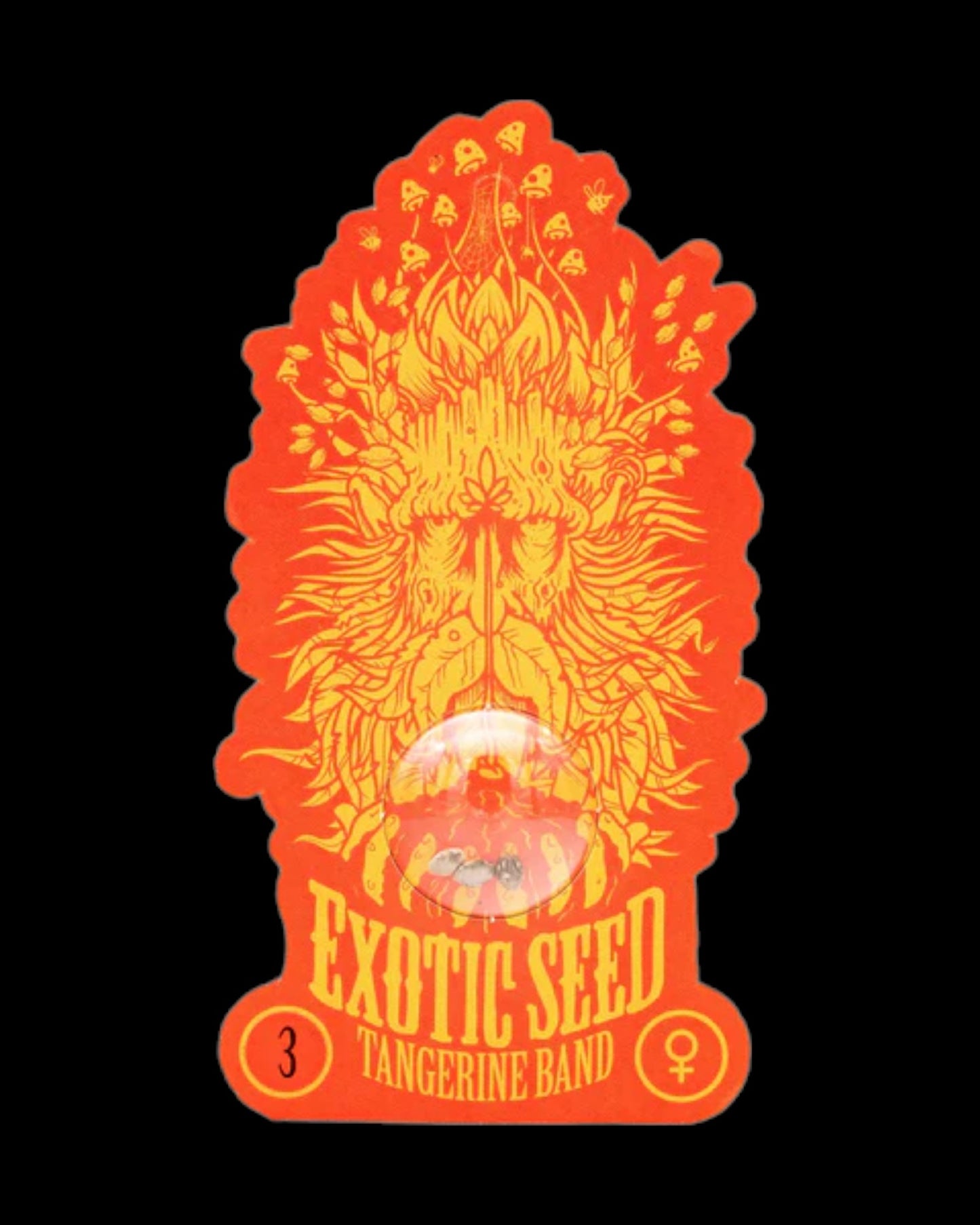 Exotic Seed - TANGERINE BAND - FEMINISIERT