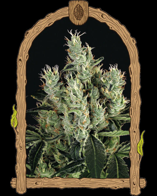 Tangerine Band feminisierte Hanfsamen von Exotic Seed mit Tropimango x Black Lemon Genetik, fruchtigem Zitrusaroma, hohem Ertrag und starker Wirkung.