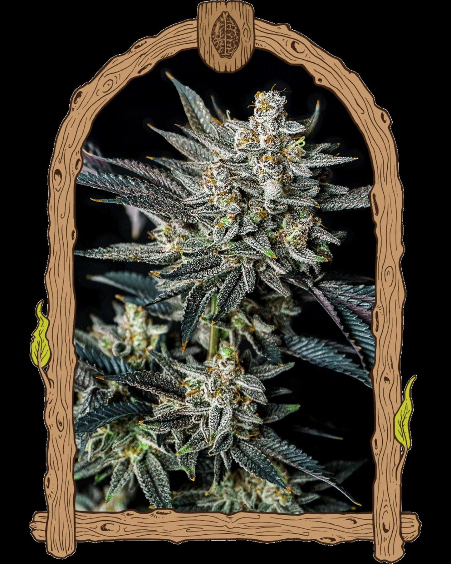 Exotic Seed Jelly Bananen Auto – autoflowering Samen mit intensiver Banane‑Creme‑Aroma und kompakter Struktur