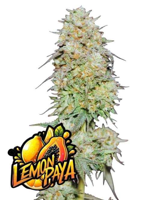 LemonPaya – feminisierte Sorte mit bis zu 29 % THC – cremig-zitroniger Geschmack – tropisch & harzreich – Fast Buds