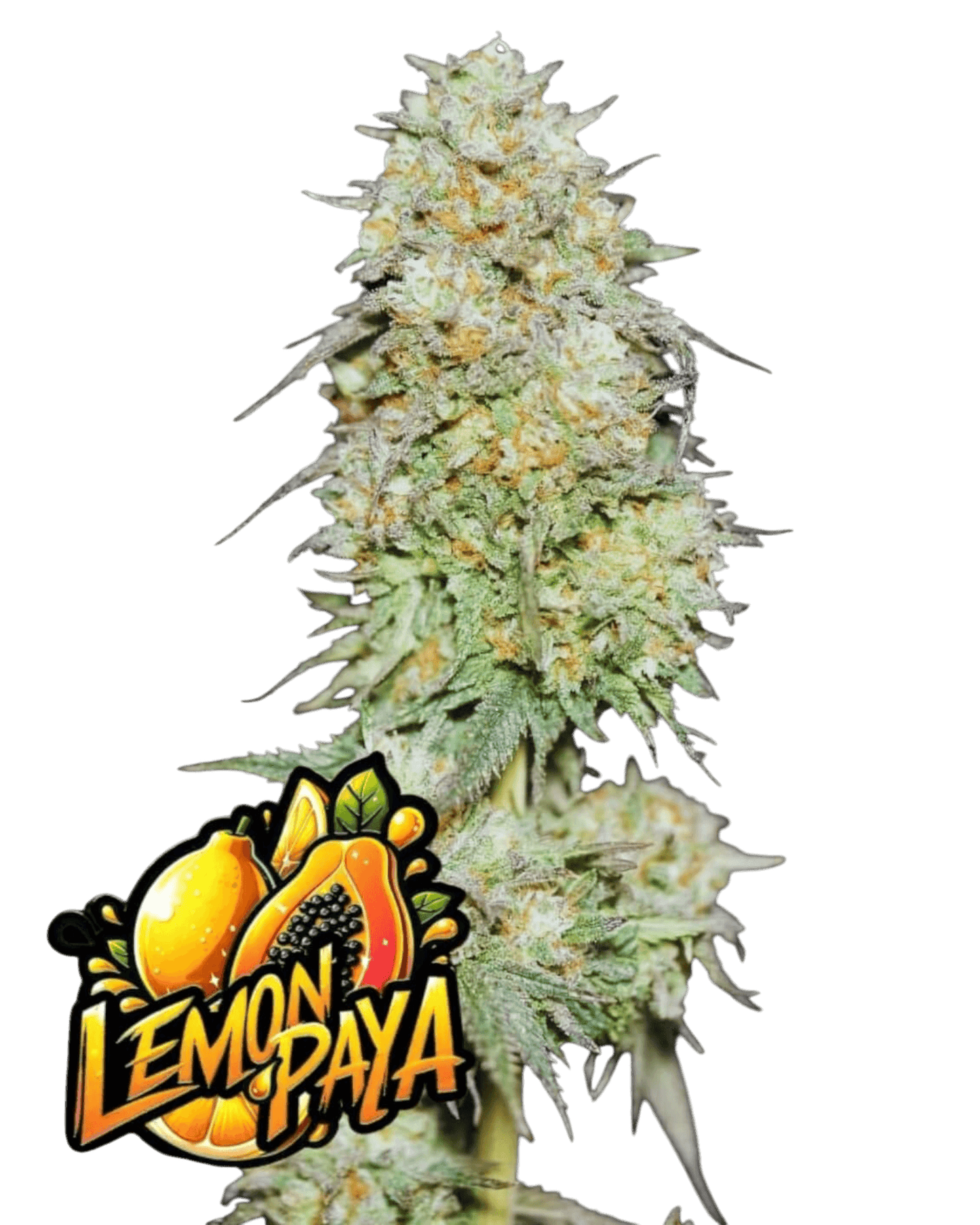 LemonPaya – feminisierte Sorte mit bis zu 29 % THC – cremig-zitroniger Geschmack – tropisch & harzreich – Fast Buds