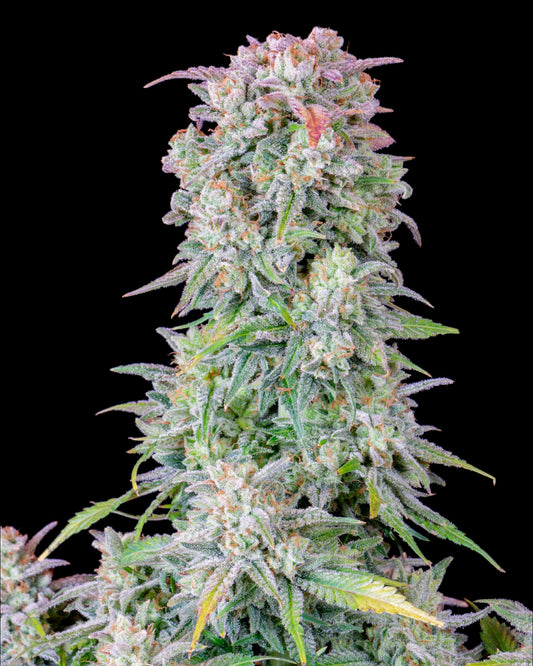 Afghan Kush AUTOFLOWER