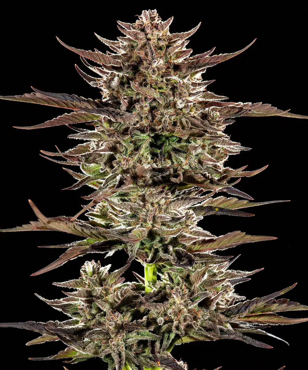 Barneys Farm - Frosted Zinn x 3 Bears OG AUTOFLOWER