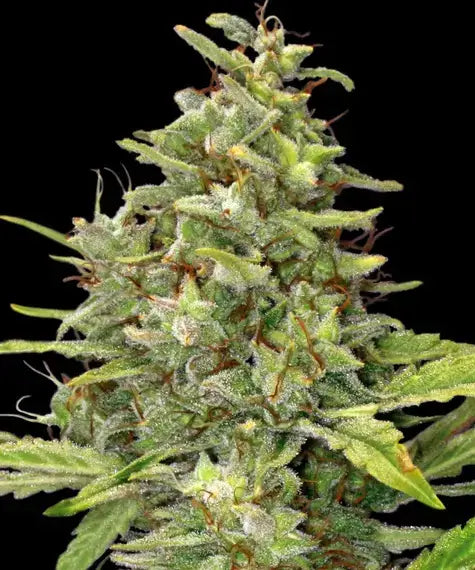 Barneys Farm G13 Haze feminisierte Samen bei Pief-Leaf®