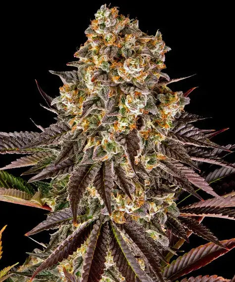 Gelato45 feminisierte Samen von Barney’s Farm bei Pief-Leaf®