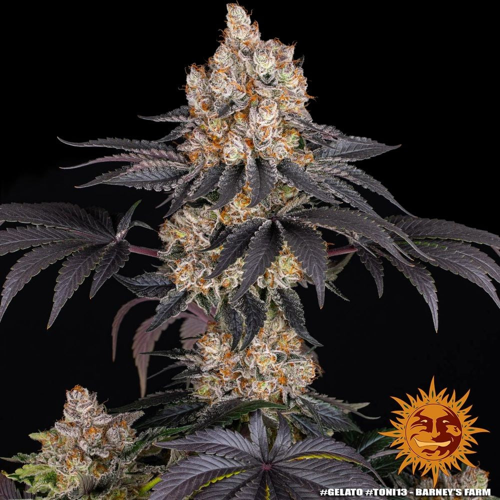 Barneys Farm - Gelato FEMINISIERT