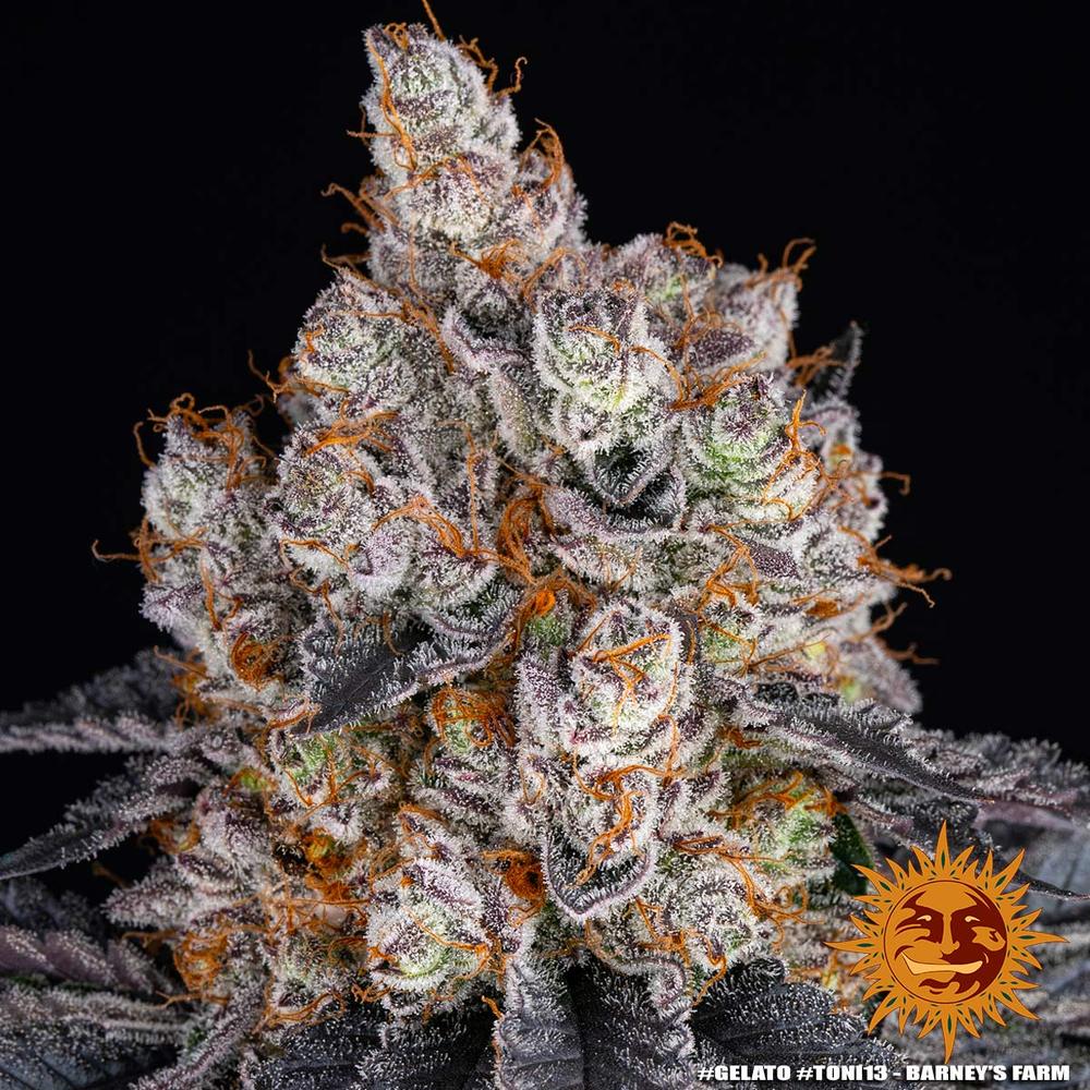 Barneys Farm - Gelato FEMINISIERT