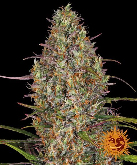 Barneys Farm Glue Gelato Auto feminisierte Samen bei Pief-Leaf®