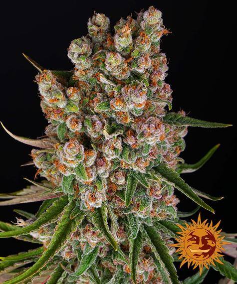 Barneys Farm GMO Autoflower feminisierte Samen bei Pief-Leaf®