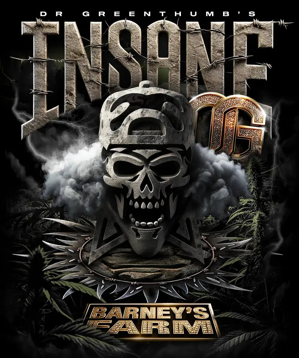 Insane OG Cannabis Samen – 27 % THC, Kush-Geschmack, hohe Erträge, Koop mit B-Real (Cypress Hill)