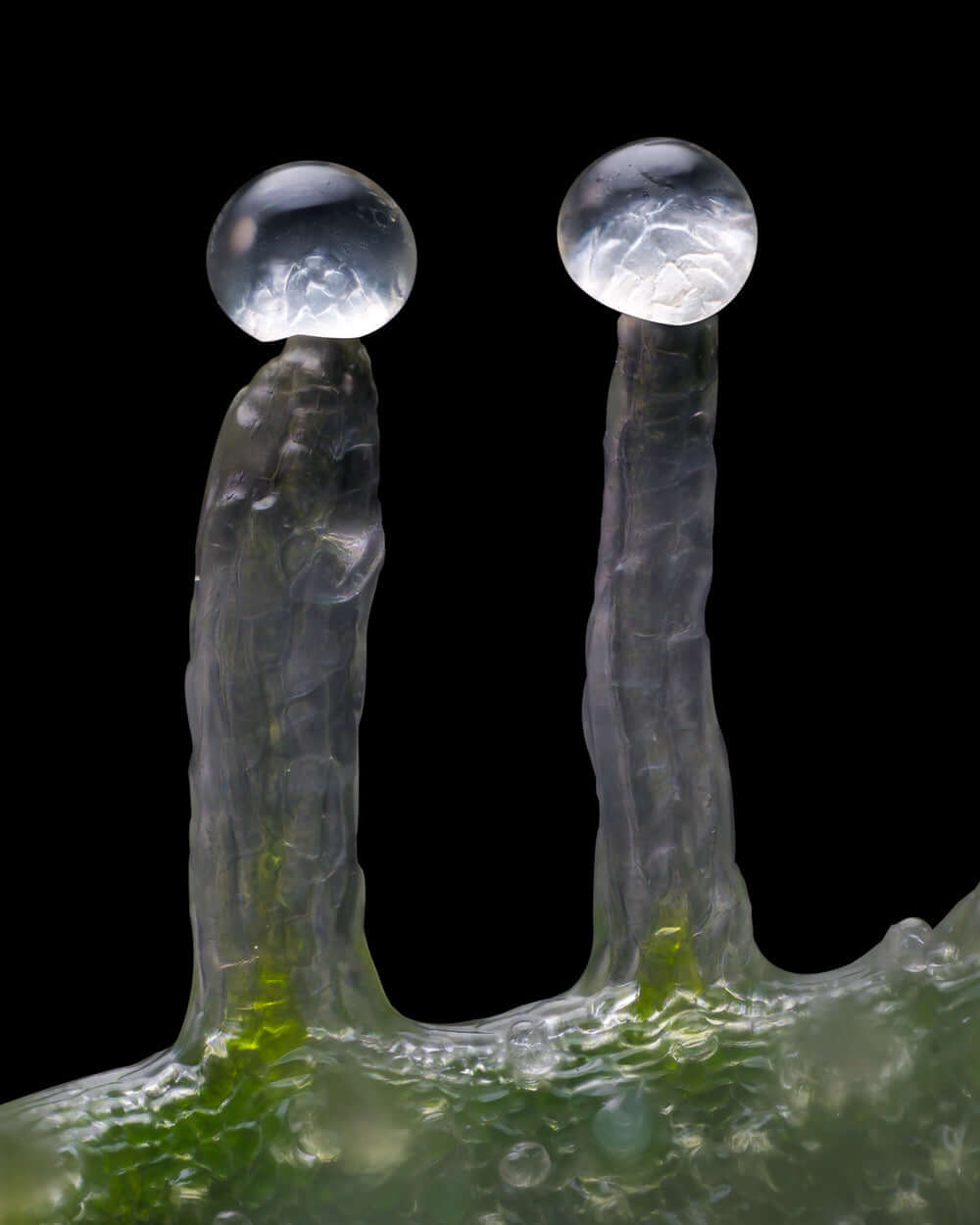 Barney’s Farm Blue Dream Makroaufnahme der Blüte