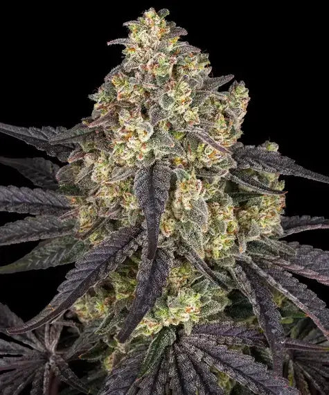 Barneys Farm Kush Mintz feminisierte Cannabissamen
