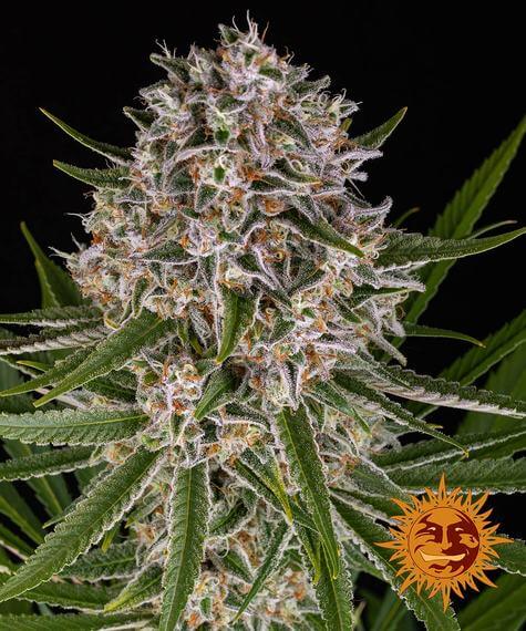 Lemon Haze Autoflower von Barney’s Farm Nahaufnahme