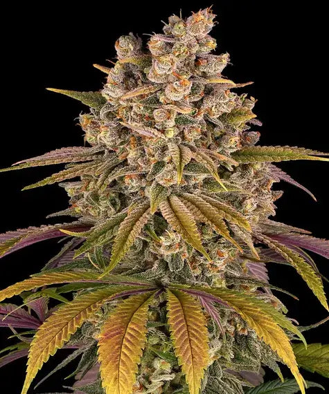 Barneys Farm Lemon Tree feminisierte Cannabissamen