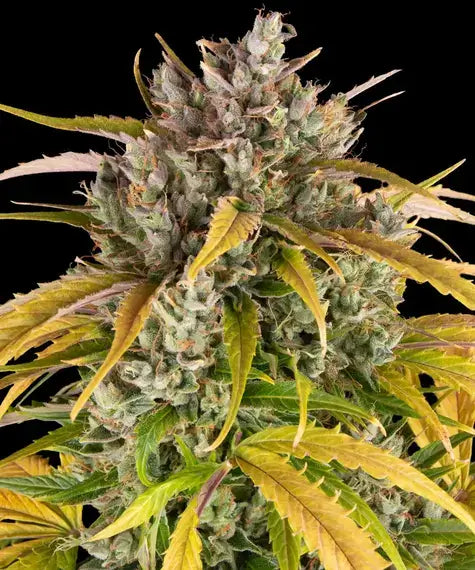 Barneys Farm LSD Auto feminisierte Samen bei Pief-Leaf®