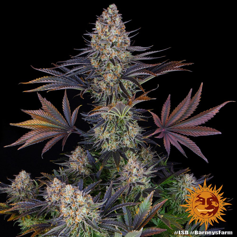 Barneys Farm - LSD FEMINISIERT