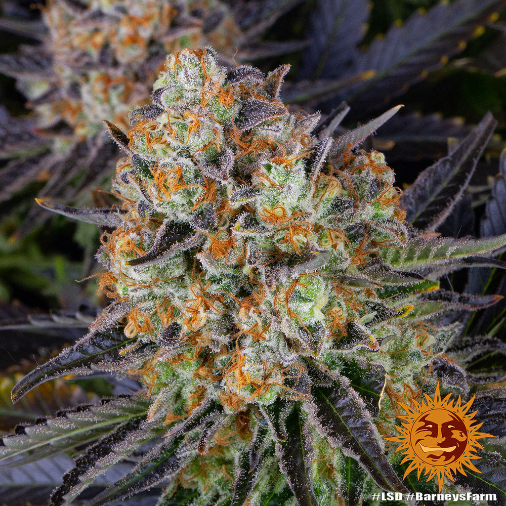 Barneys Farm - LSD FEMINISIERT