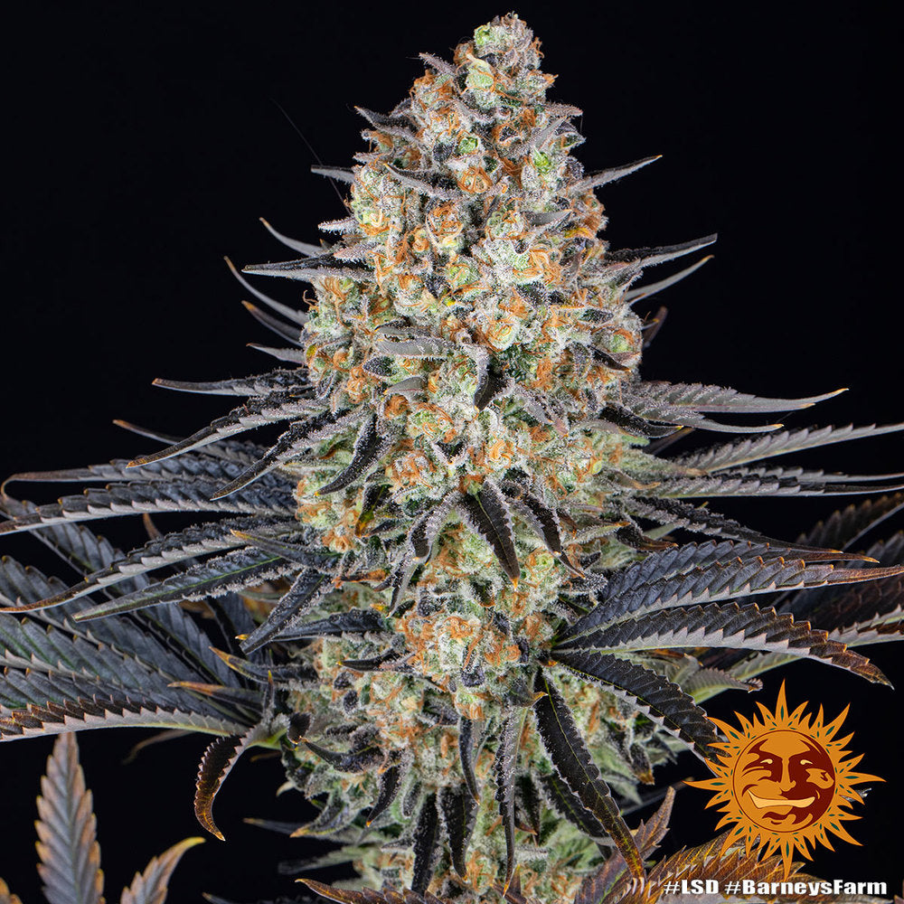 Barneys Farm - LSD FEMINISIERT