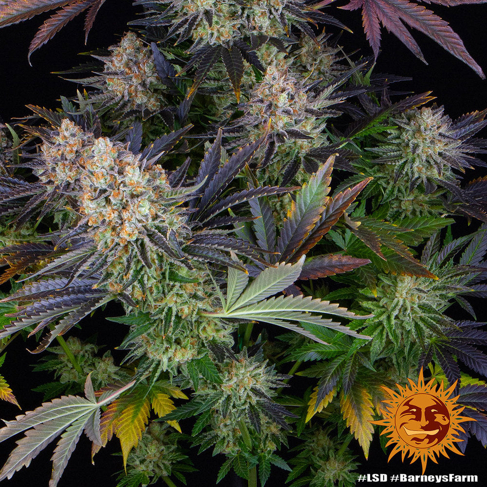 Barneys Farm - LSD FEMINISIERT