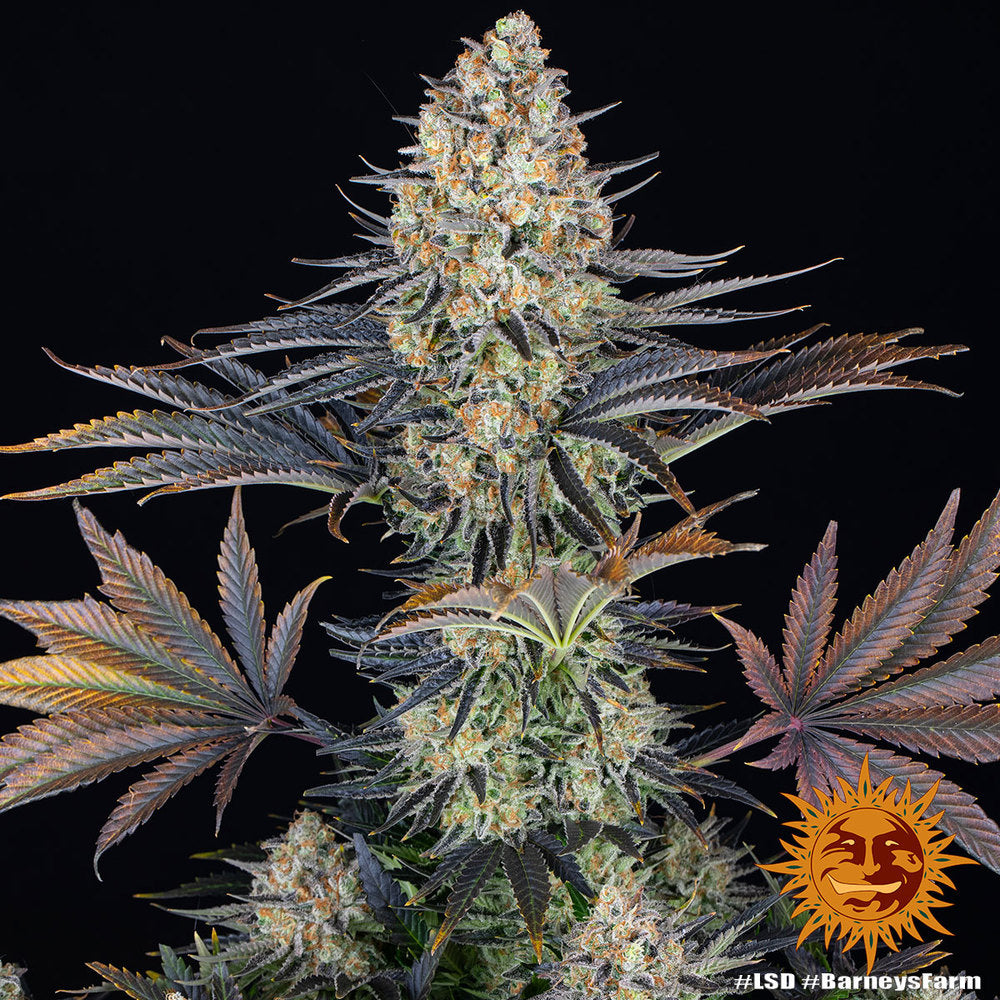 Barneys Farm - LSD FEMINISIERT