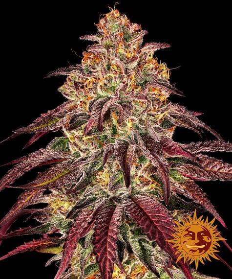 Mimosa x Orange Punch Auto von Barneys Farm mit orangenen Buds