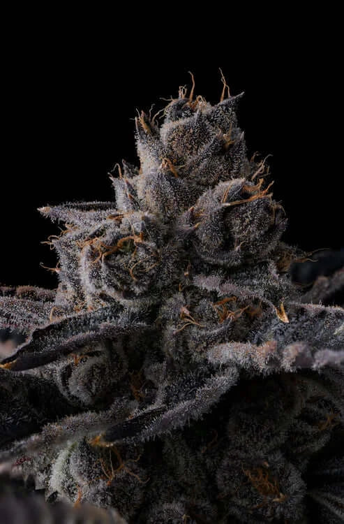 NEW MONEY - FEMINISIERT violette Blüten und hoher THC-Gehalt – Pief-Leaf®