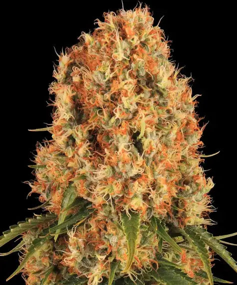 Orange Sherbert feminisierte Samen von Barney’s Farm